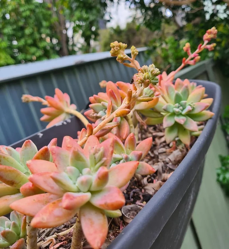 Trang trí góc xanh với sen đá ra hoa cảnh