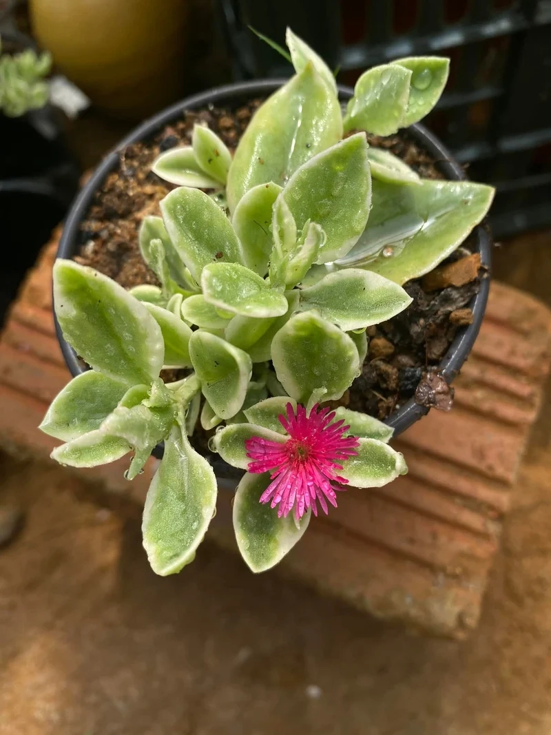 Ngắm sen đá ra hoa màu đẹp cực sắc nét