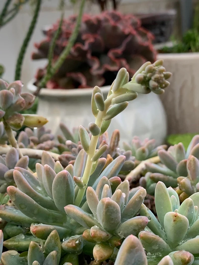 Sưu tầm sen đá ra hoa sưu tầm cho bộ sưu tập