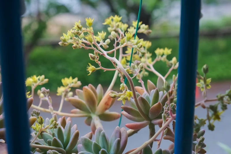 Sen đá ra hoa là gì và điều đặc biệt