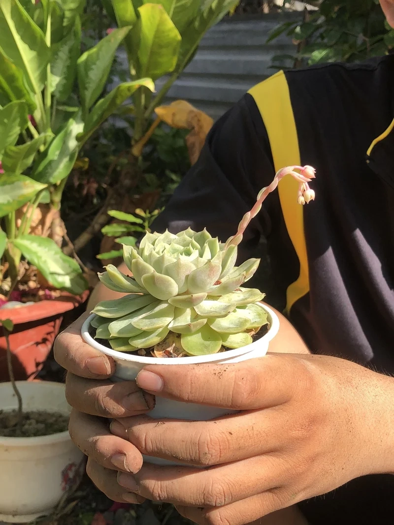 Ngắm chi tiết sắc nét với sen đá ra hoa hd