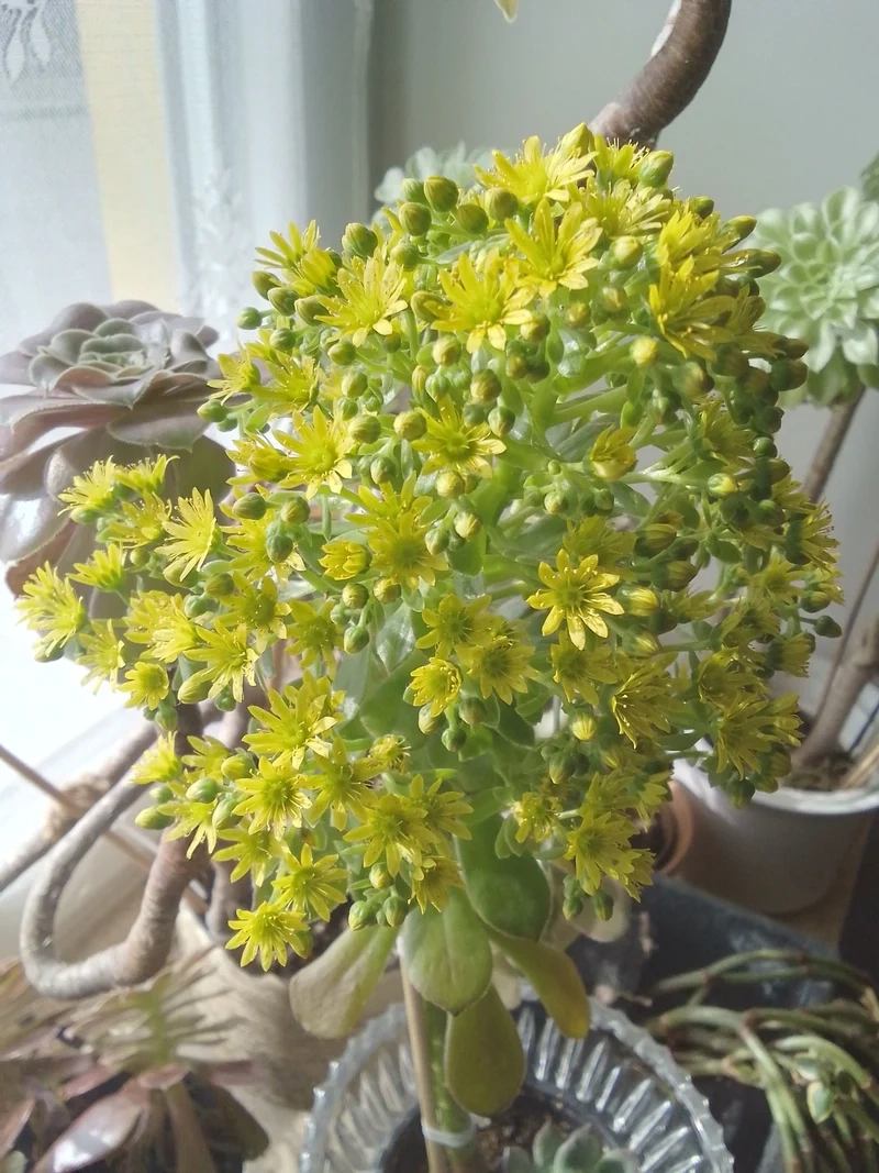 Hình ảnh sống động với sen đá ra hoa 4k cực nét