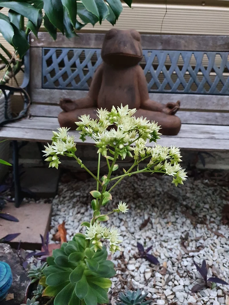 Khám phá sen đá ra hoa đà lạt cực xinh