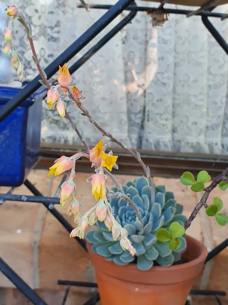 Mang may mắn vào nhà với sen đá ra hoa phong thủy