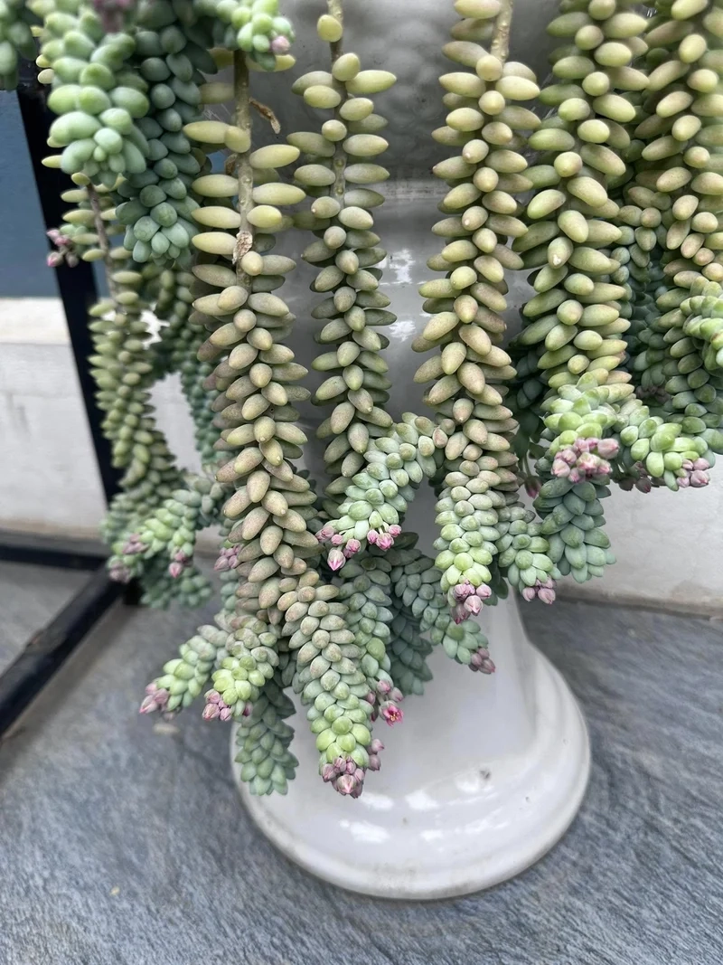 Ngắm sen đá ra hoa hiếm gặp siêu đẹp