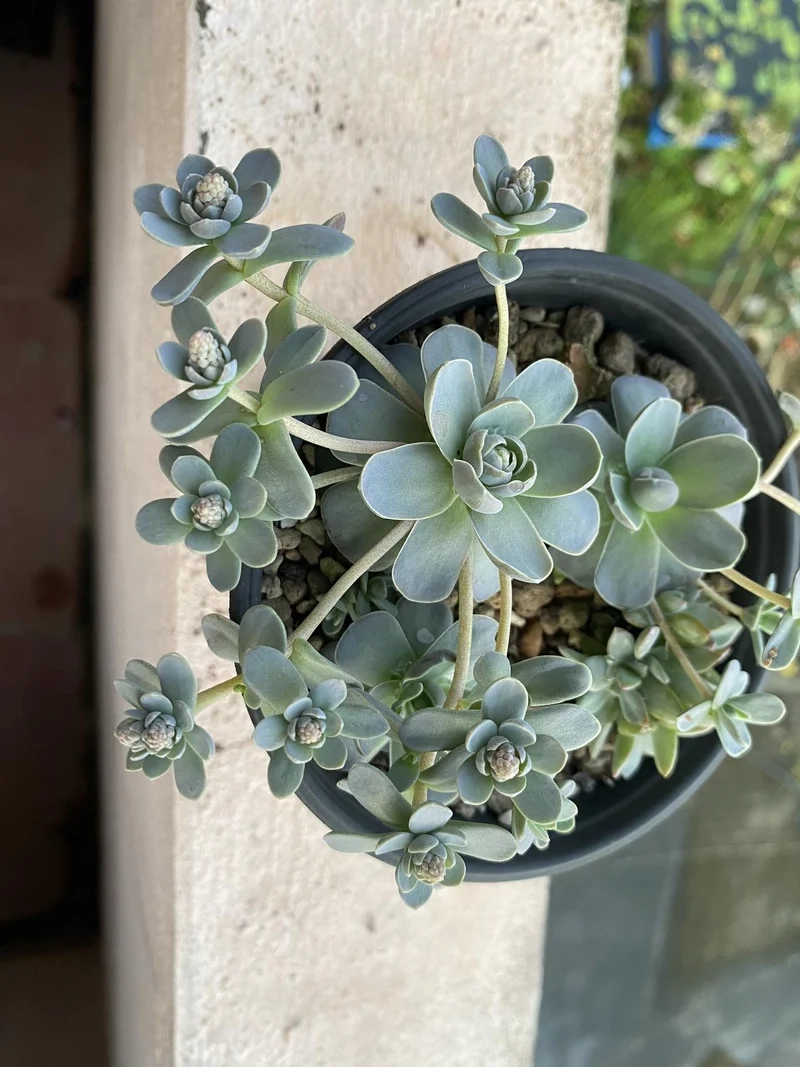 Sưu tầm sen đá ra hoa đẹp nhất cực hiếm và quý