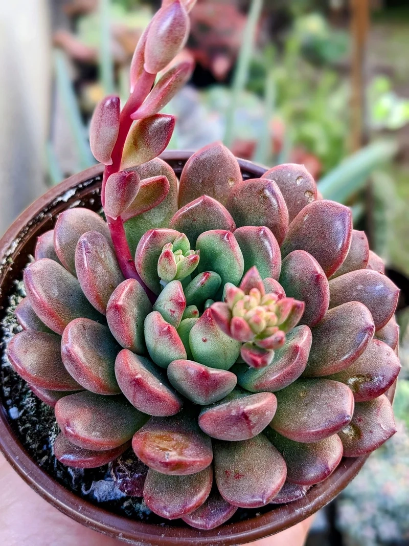 Ngắm sen đá ruby đẹp cho góc sống xanh