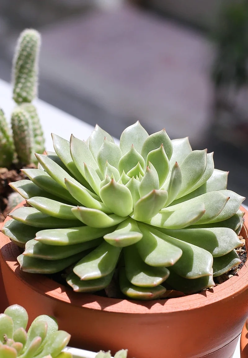 Khám phá vẻ đẹp của sen đá ruby đỏ rực rỡ