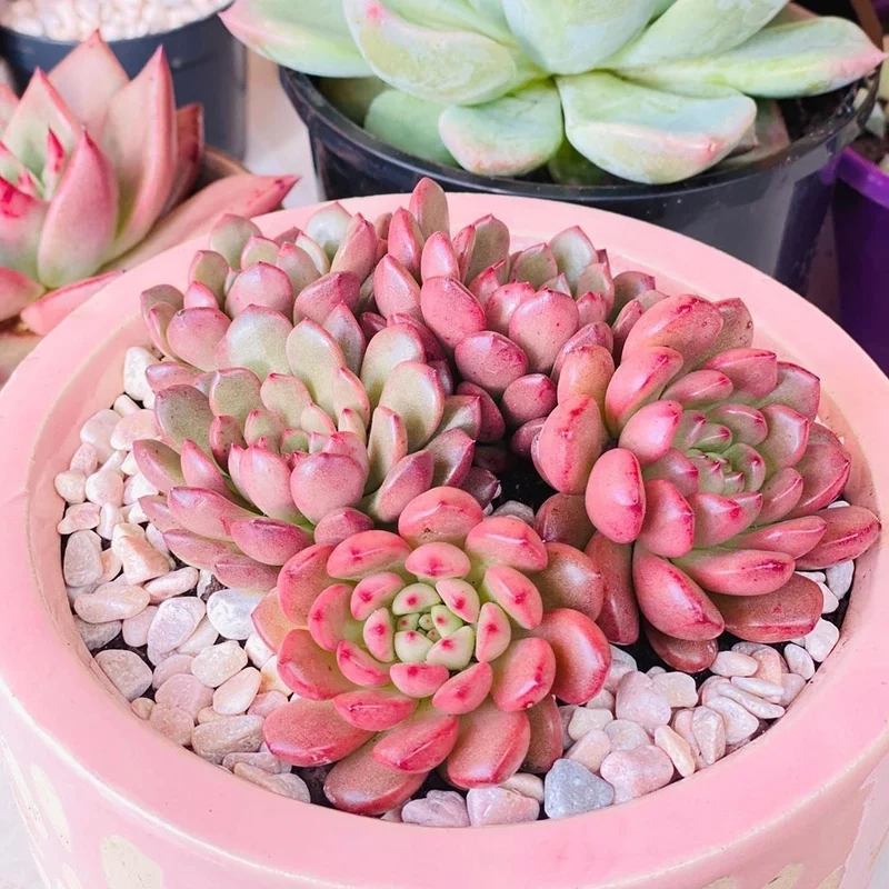 Trải nghiệm sáng tạo với sen đá ruby nghệ thuật