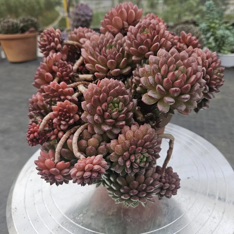 Trang trí không gian sống với sen đá ruby trang trí