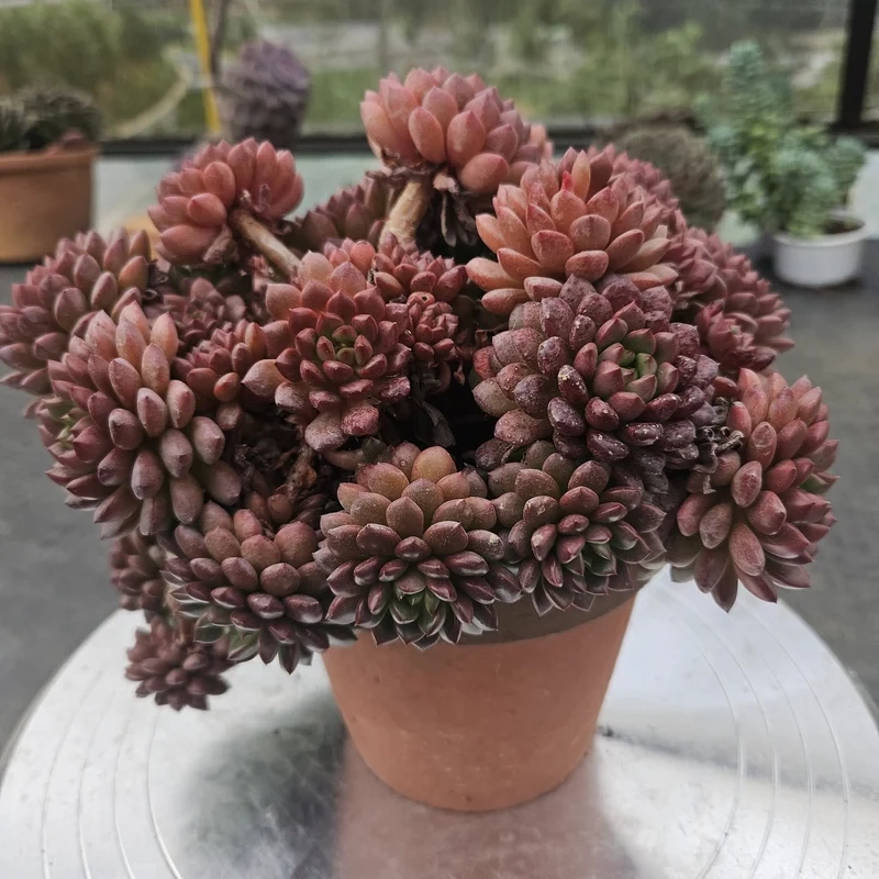 Thêm xanh cho bàn làm việc với sen đá ruby để bàn