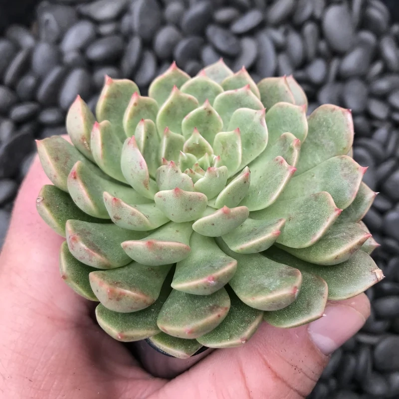 Sen đá ruby là gì và điều khiến người xem tò mò