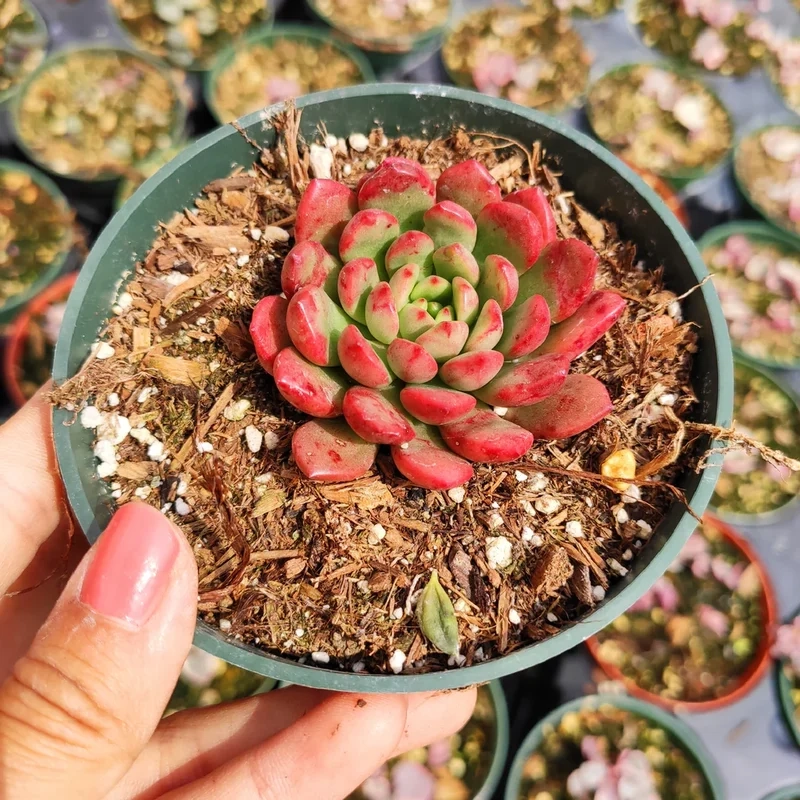 Hình ảnh sống động với sen đá ruby 4k cực nét