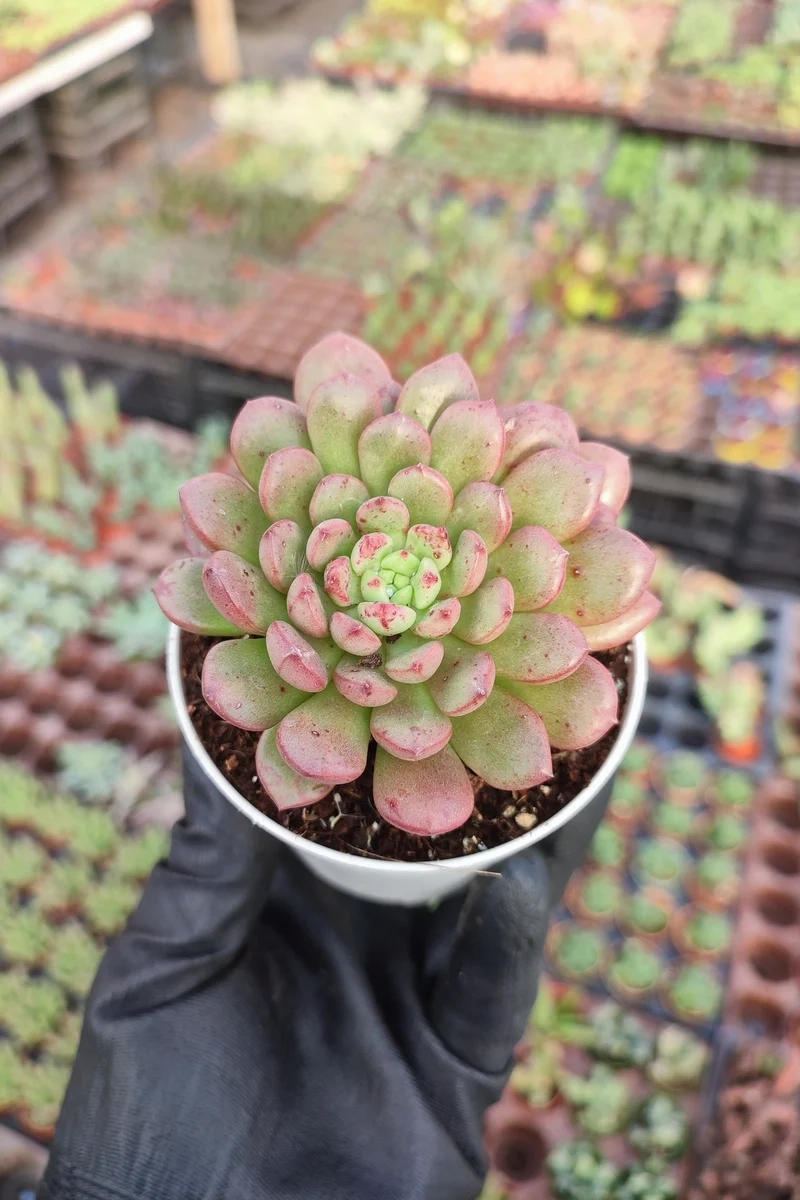 Sưu tầm sen đá ruby sưu tầm cho bộ sưu tập