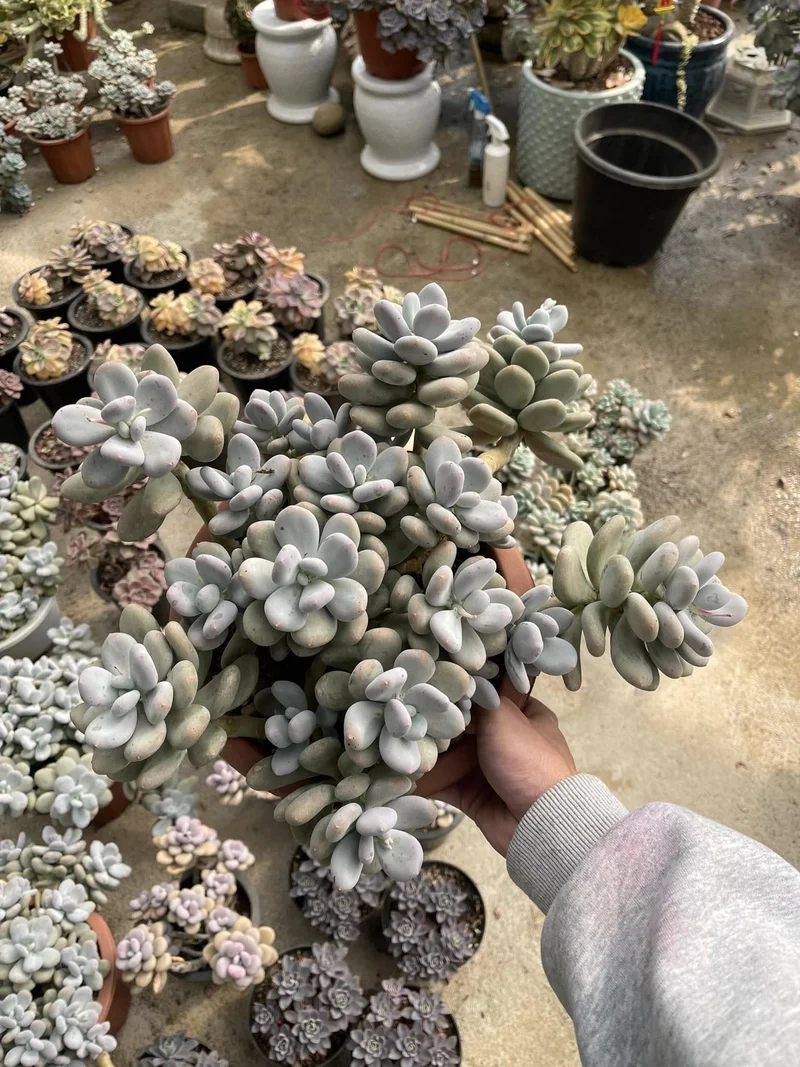 Khám phá sen đá sỏi đẹp rực rỡ mọi góc nhìn