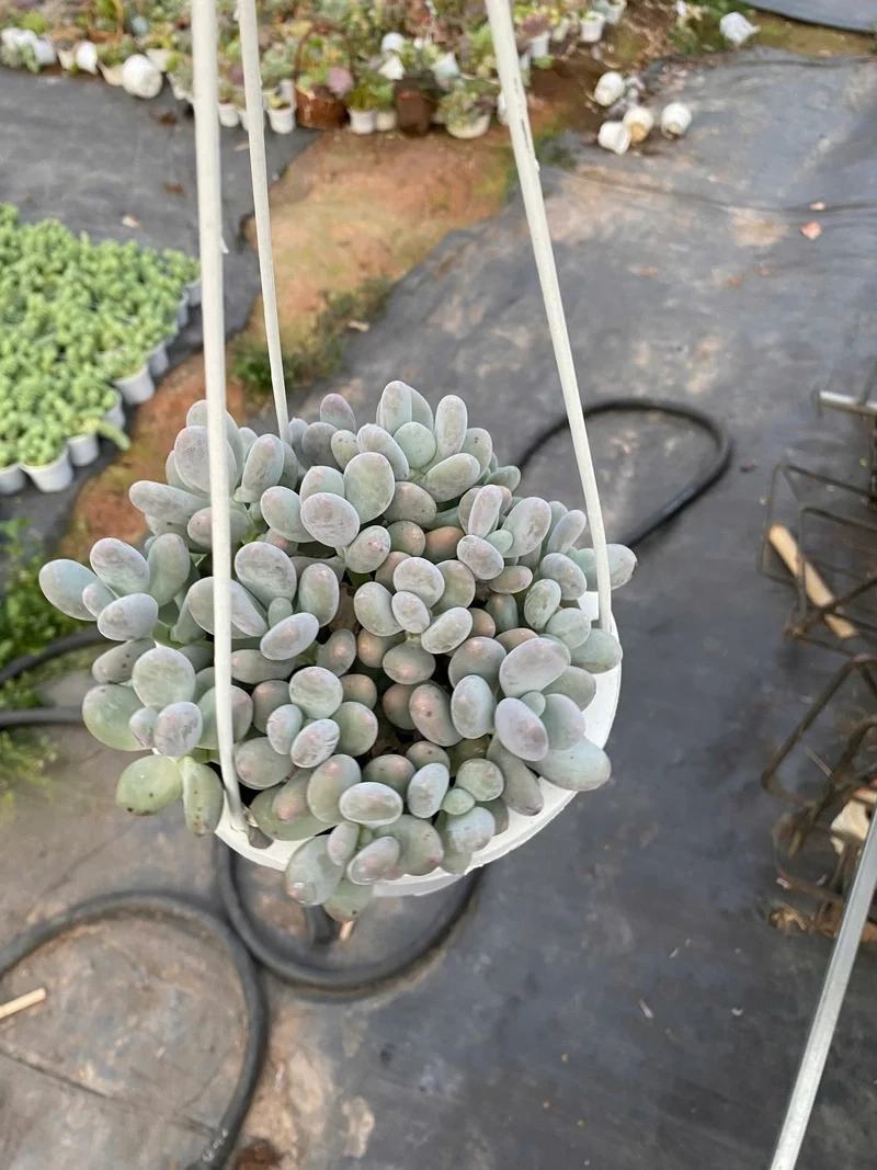 Chụp hình cực chất với sen đá sỏi chụp ảnh