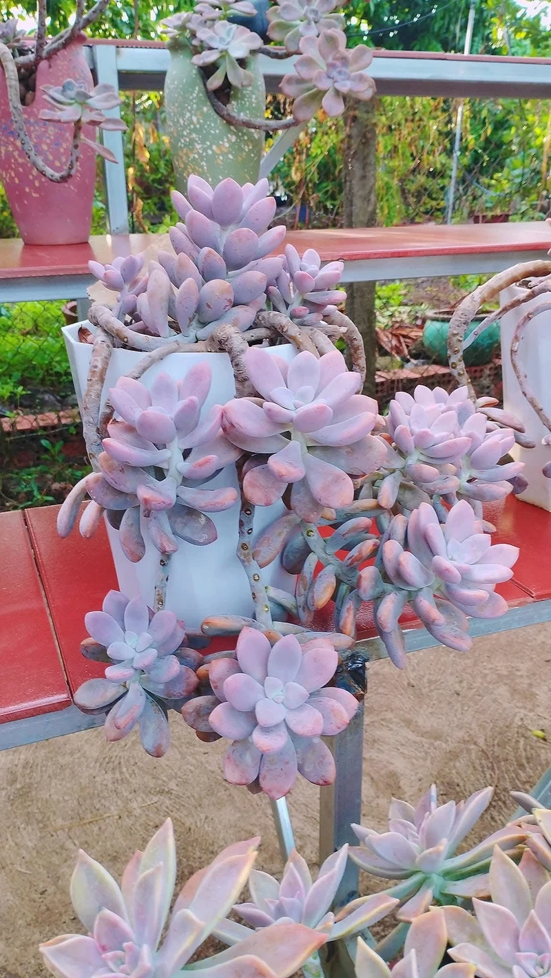 Sưu tầm đặc sắc với sen đá sỏi sưu tầm