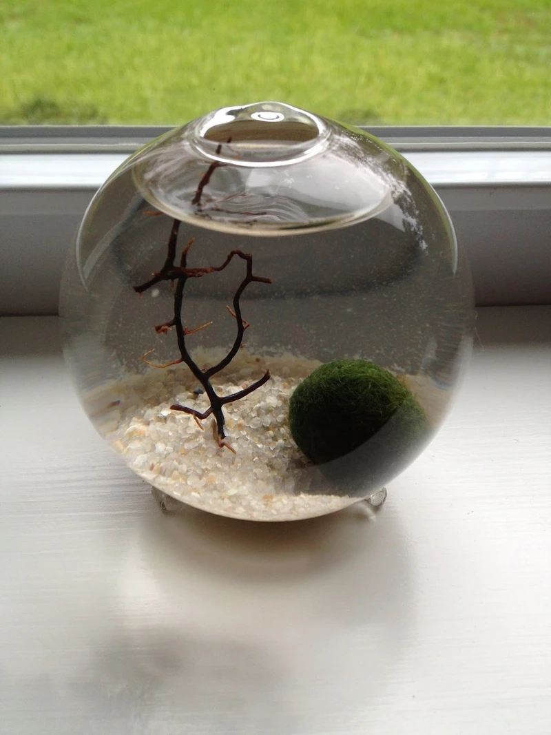 Tảo cầu marimo nhật bản biểu tượng xanh may mắn