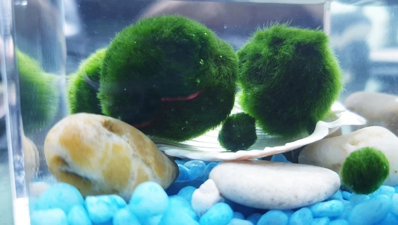 Đặc điểm nổi bật của Tảo Cầu Marimo