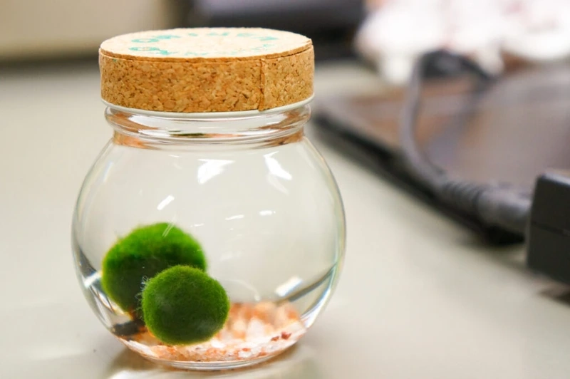 Tảo cầu trang trí làm mới không gian sống