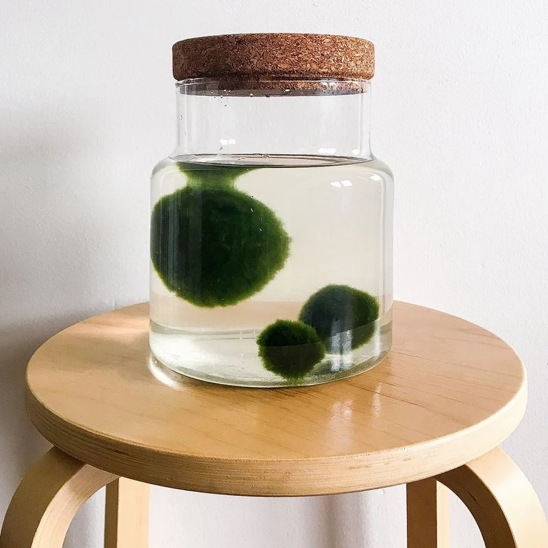 Tảo marimo mini gọn nhẹ dễ trưng bày