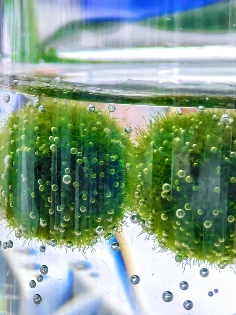 Marimo decor hợp phong cách tối giản