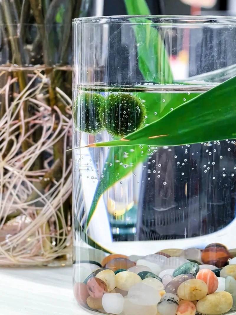 Tảo cầu xanh mang cảm giác mát lành