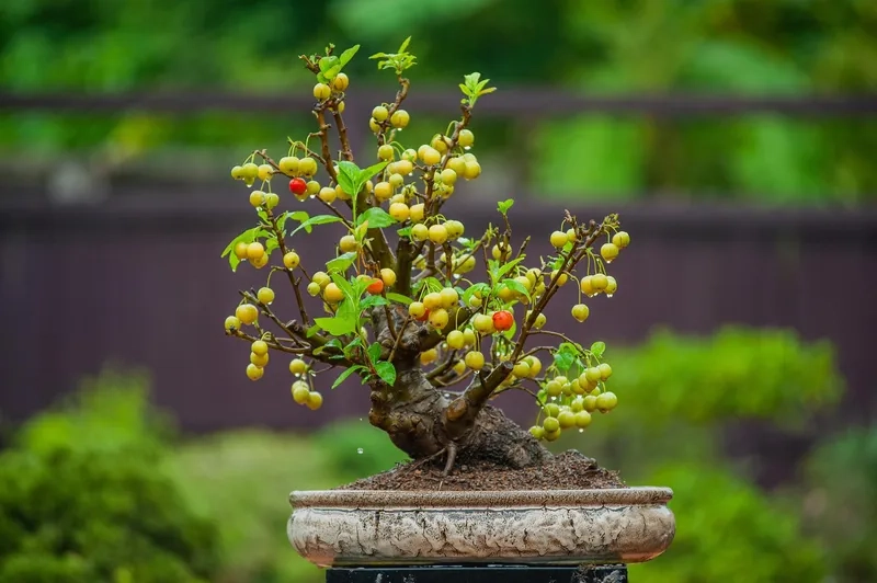 Học cách uốn thế cây nghệ thuật