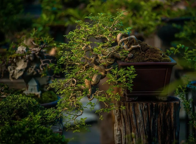 Mẹo phân biệt dáng và thế cây