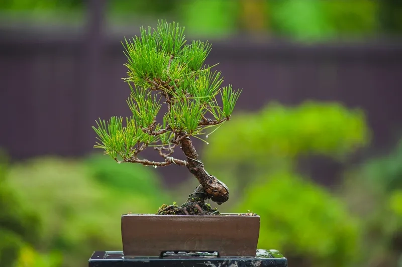 Kiểu thế trung bình cổ điển đẹp