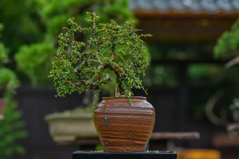 Vẻ đẹp của thế huyền thủy ấn tượng