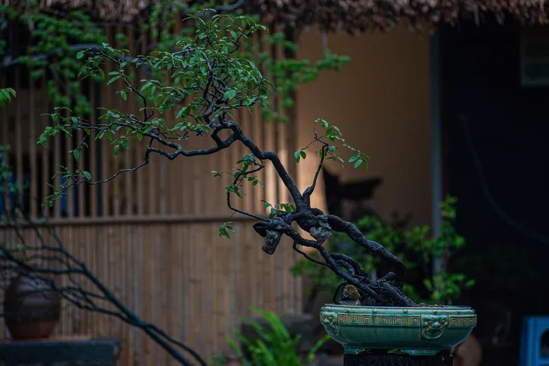 Biểu tượng thế ngũ phúc an khang