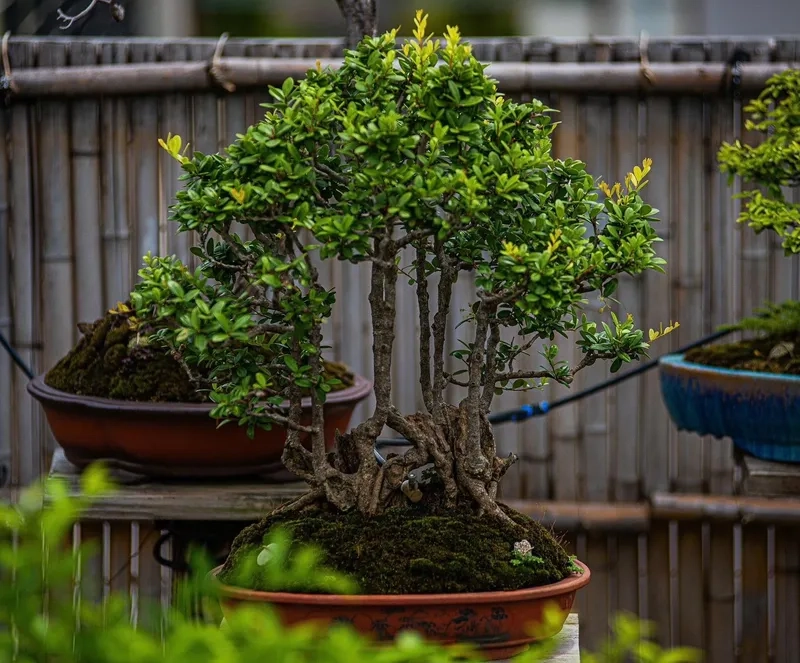 Kiểu thế trực quân tử uy nghi