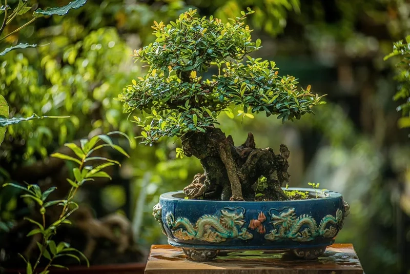 Hình ảnh thế long thăng quyền quý