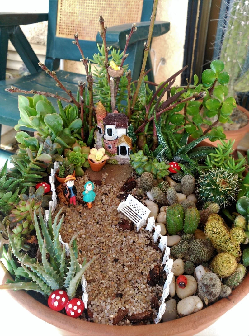 Khám phá tiểu cảnh sen đá đẹp cho không gian xanh