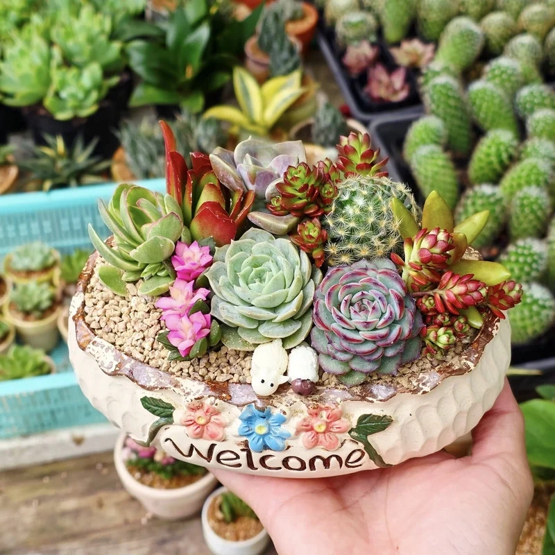 Mang may mắn vào nhà với tiểu cảnh sen đá phong thủy