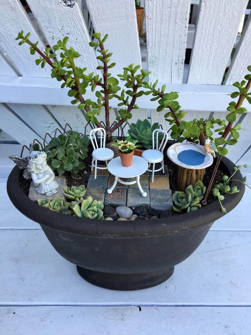 Sưu tầm đặc sắc với tiểu cảnh sen đá sưu tầm