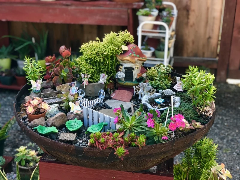 Tiểu cảnh sen đá là gì và vì sao được yêu thích