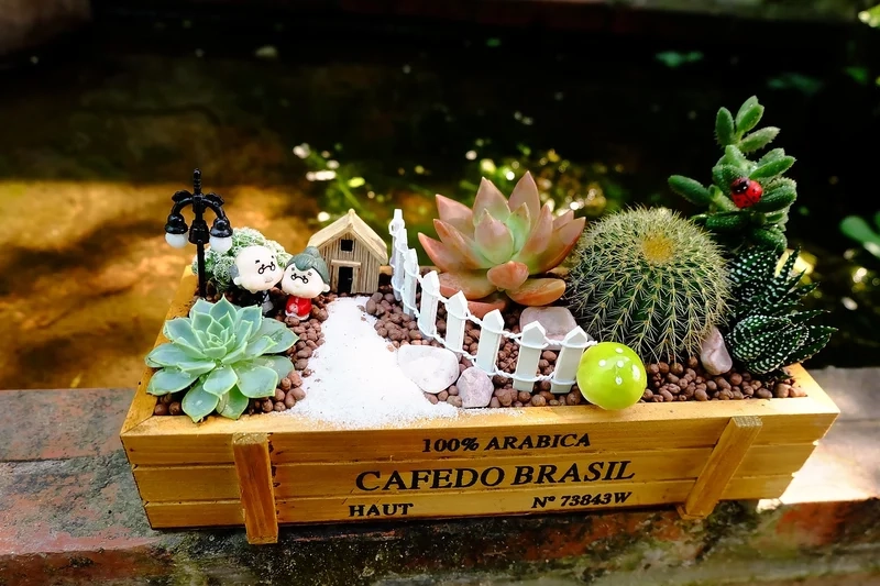 Mua ngay tiểu cảnh sen đá bán chạy cho không gian xinh