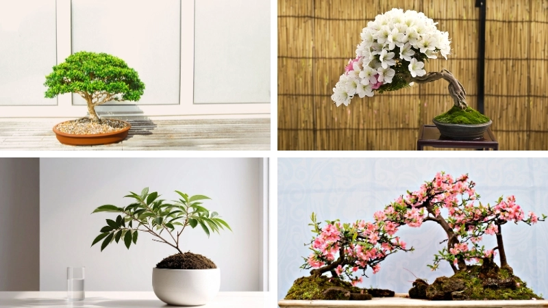 vuonxinh.edu.vn là nền tảng chia sẻ kiến thức và cảm hứng làm vườn