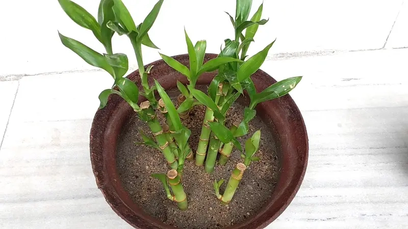 Khám phá Trúc Phú Quý đẹp tràn đầy may mắn và tài lộc