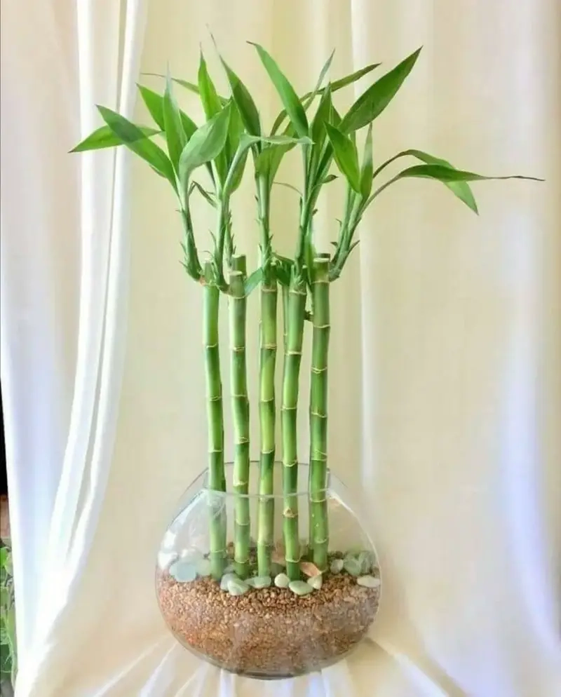 Trang trí không gian với Cây Cảnh Trúc Phú Quý sang trọng