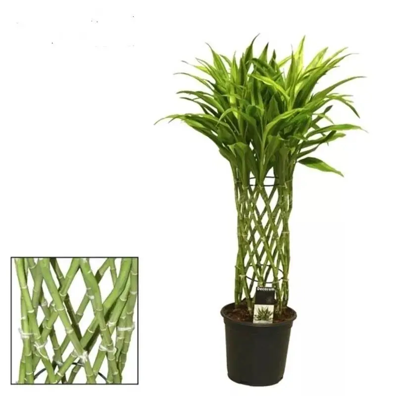 Cây Trúc Phú Quý phát tài mang đến may mắn cho gia chủ