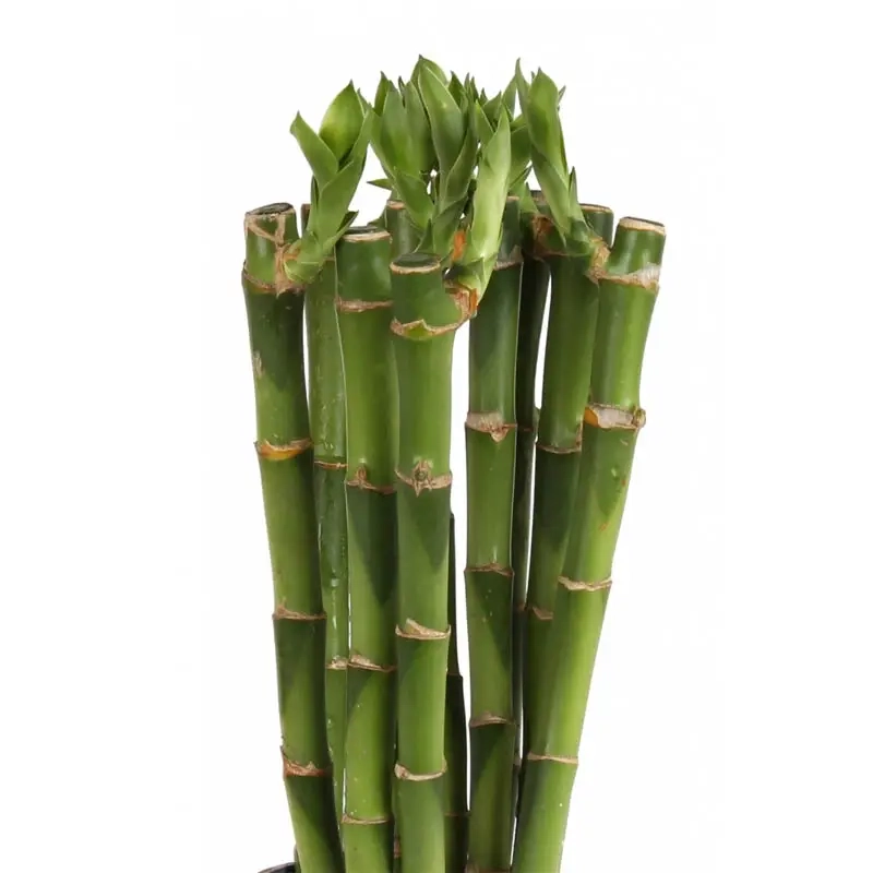 Cây Trúc Phú Quý phát tài thu hút vận may và tiền tài