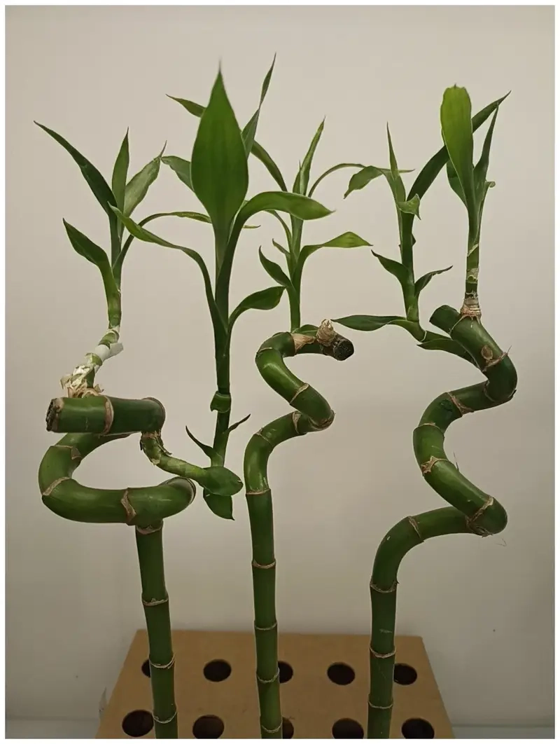 Trúc Phú Quý may mắn mang đến nguồn năng lượng tích cực mỗi ngày