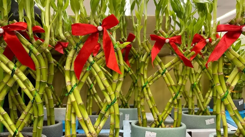 Sử dụng Trúc Phú Quý trang trí tạo điểm nhấn xanh mát cho không gian