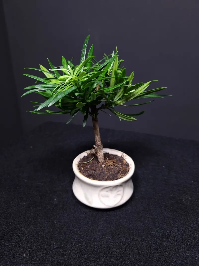 Mẫu tùng la hán dáng văn nhân