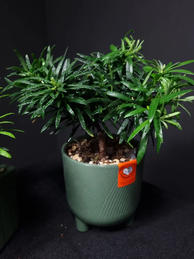 Xem bảng giá tùng la hán mới