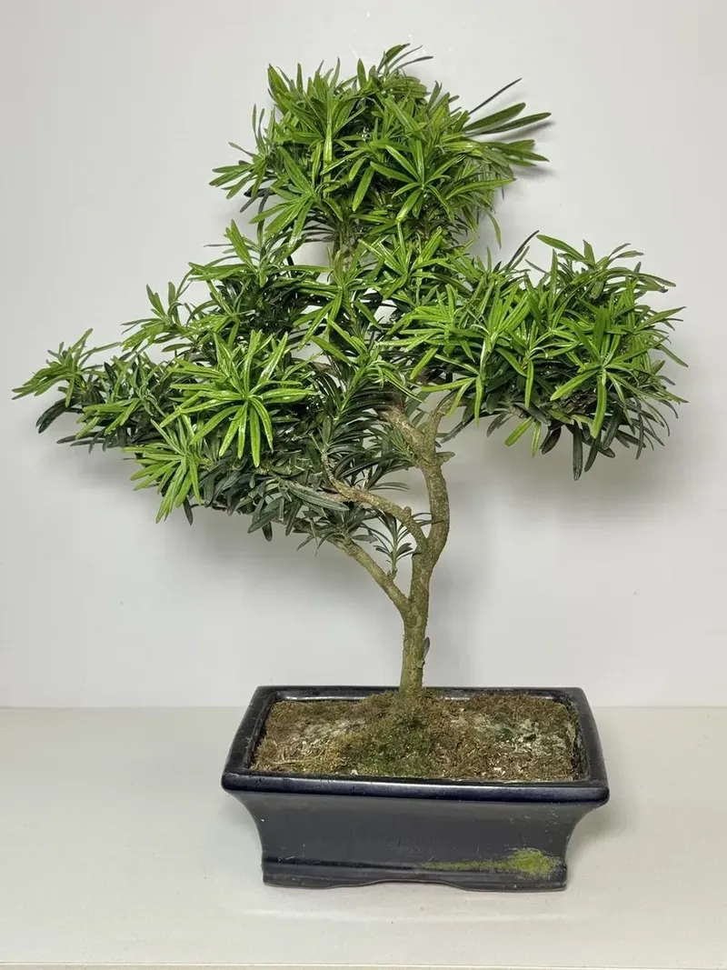 Loại phân bón cho tùng la hán