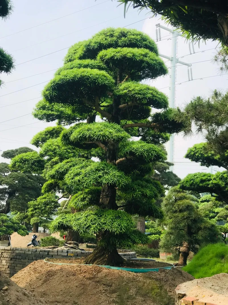 Gốc cây tùng la hán cổ thụ to